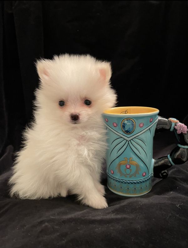 Bellissimi cuccioli di Pomerania