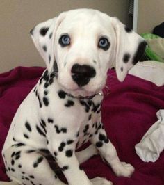  regalo cuccioli di dalmata disponibili per l'adozione