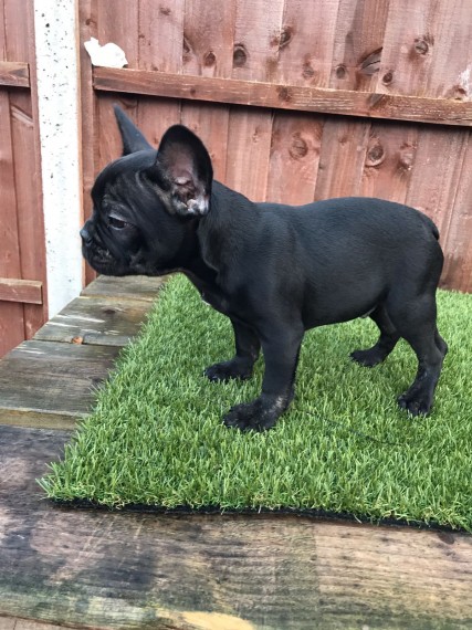 REGALO Cuccioli di Bulldog Francese