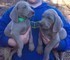 Maschio e femmina di weimaraner