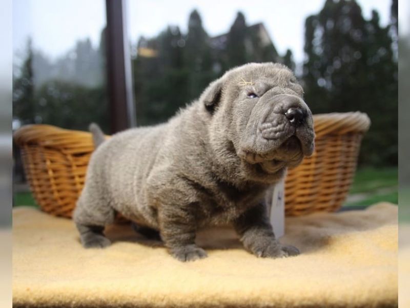 Regalo cuccioli Cuccioli di shar pei
