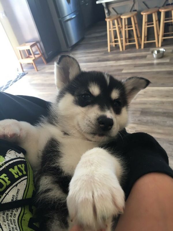 Cuccioli di husky siberiano