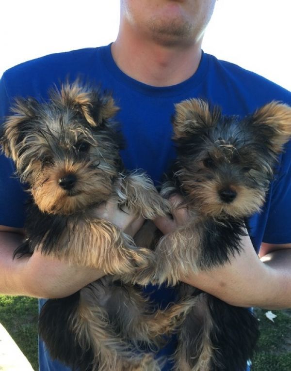 Cuccioli del Terrier di Yorkshire Toy