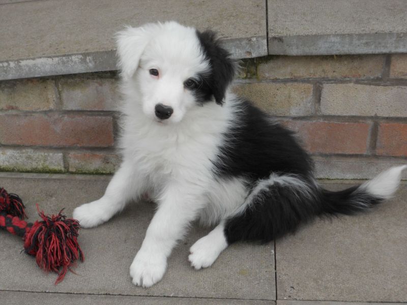 Bellissimi cuccioli di Border Collie