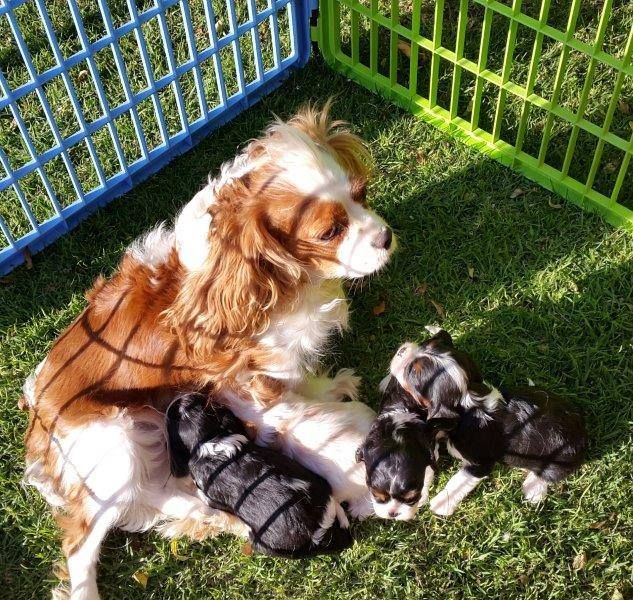 Cuccioli di cavalier king  per adozione ( regalo  )