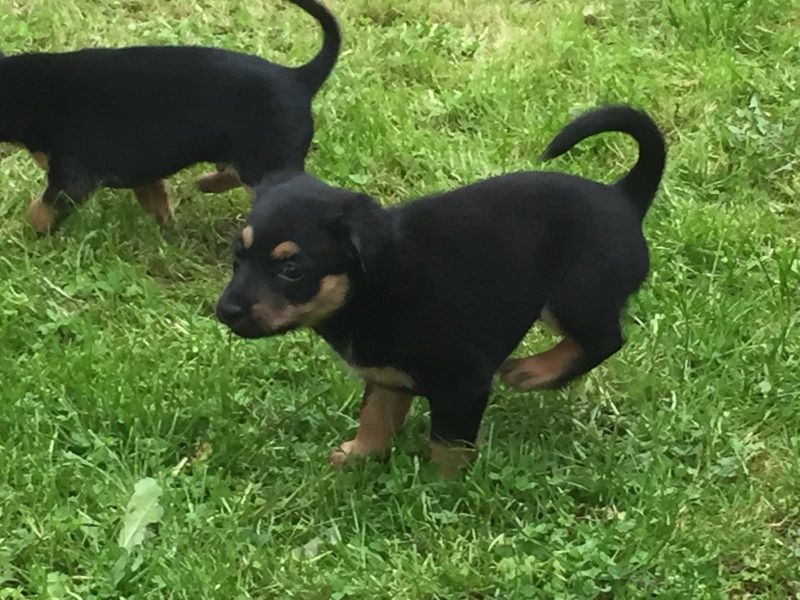   cuccioli di ROTTWEILER   ( per regalo )