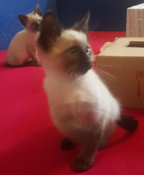  Siamese kitten  ( per regalo )