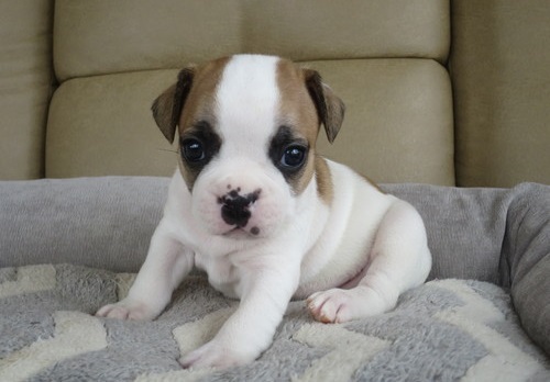 Adorabili cuccioli di Bulldog Francese femminucce e maschietti disponibili per l'adozione gratuita