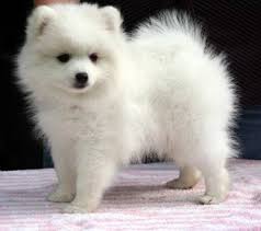 Spitz tedesco piccolo a Regalo