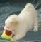 Cuccioli di coton de tulear.