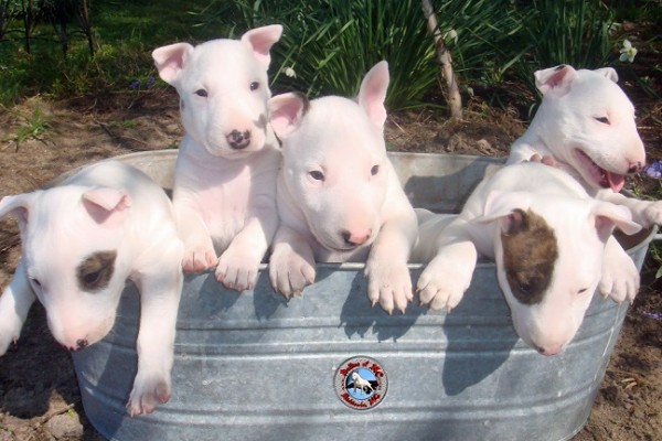 Adorabili cuccioli di bull terrier  femminucce e maschietti