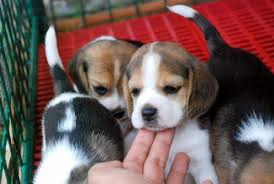 Adorabili cuccioli di beagle femminucce e maschietti disponibili per l'adozione