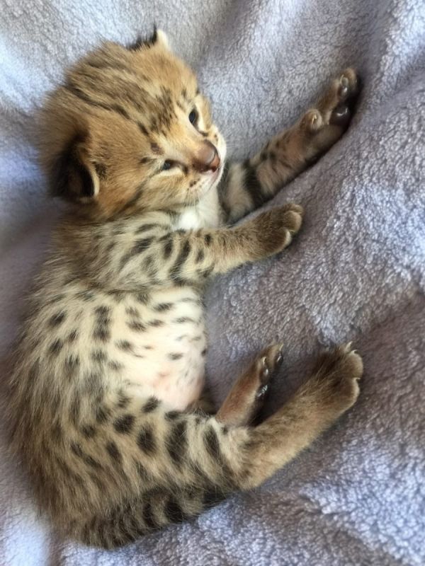  gattini Savannah   ( per regalo )