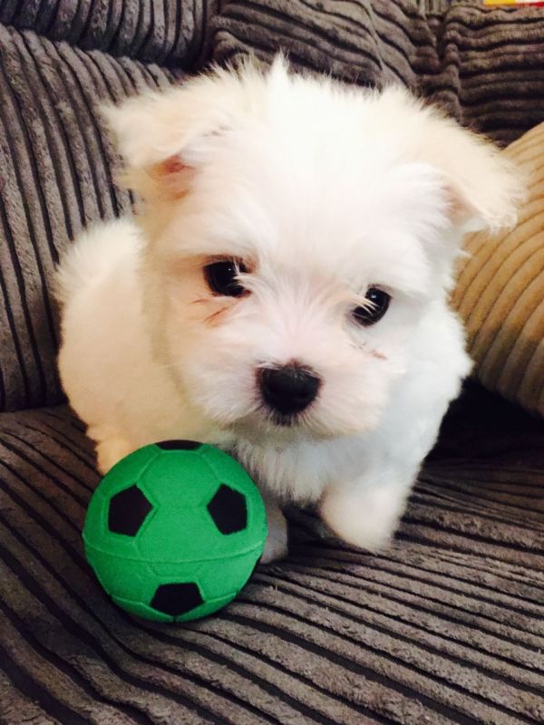 Cuccioli maltese mini toy con pedigree 