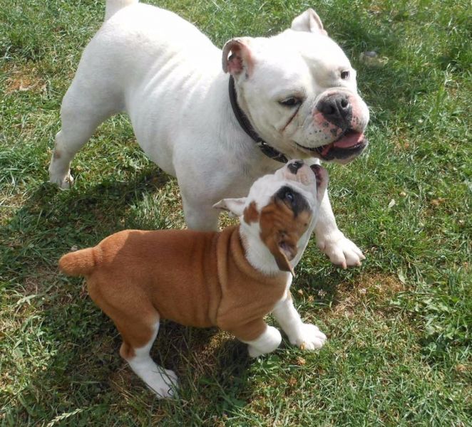  cuccioli di bulldog inglise  ( per regalo )