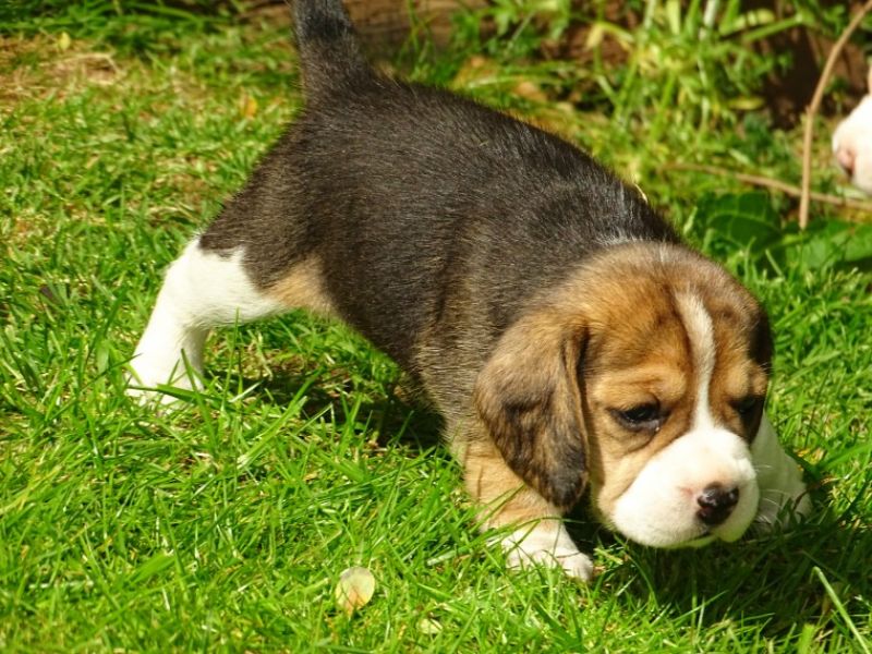Regalo cuccioli di Beagle