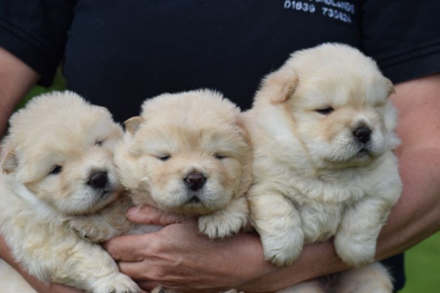 Cuccioli di chow chow in regalo
