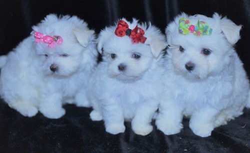 Regalo Cuccioli di Mini Malteser  in pronta consegna i cuccioli verranno Dato dopo 90 giorni dalla n
