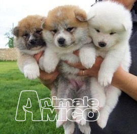 ~~~bellissimi cuccioli di akita inu REGALO.
