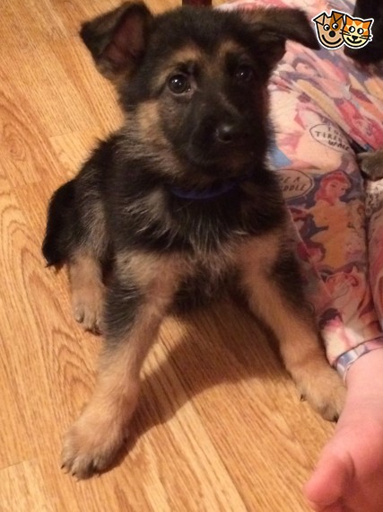 Regalo cuccioli pastore tedesco