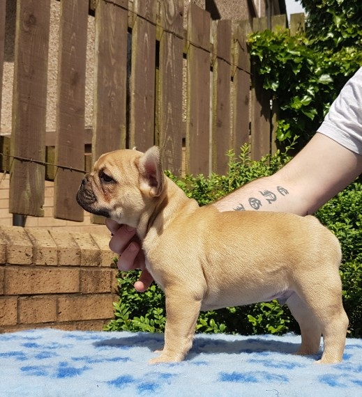 Bulldog Francese Blu