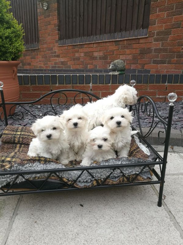 REGALO Dolci cuccioli Maltese per l'adozione