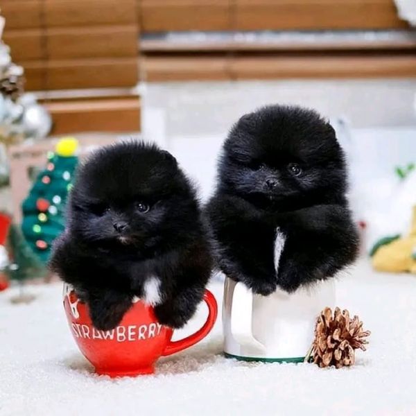 Regalo Cuccioli di Pomerania Boo