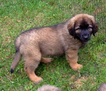 Cuccioli di leonberger maschio e femmina disponibili  cuccioli di leonberger maschio e femmina dispo