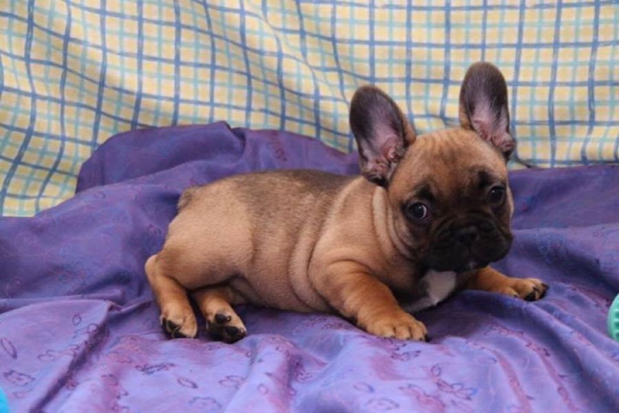  cuccioli di Bulldog Francese  ( Gratis )