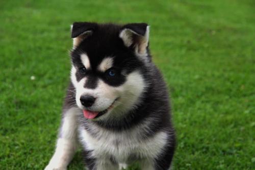  RE.GA.LO cuccioli Siberian Husky uno Maschio e Femmina,,,,,,,,,,   RE.GA.LO cuccioli Siberian Husky