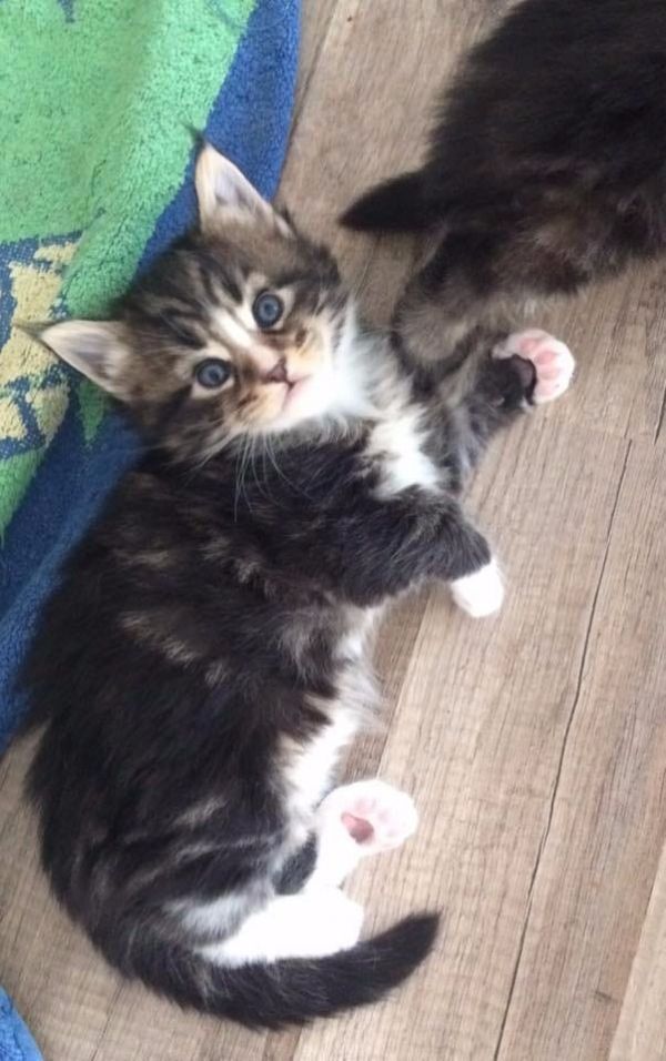  regalo main coon gattini disponibili per l'adozione