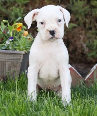 Regalo Cuccioli di boxer in pronta consegna