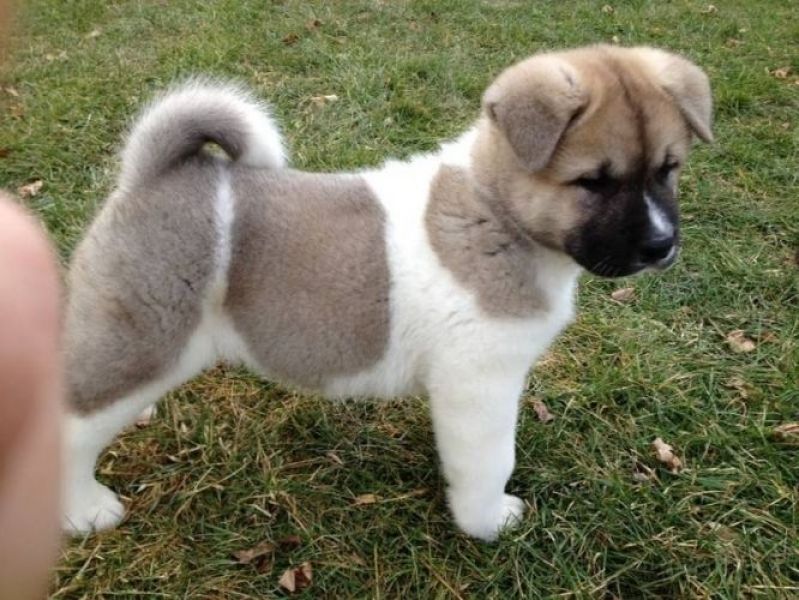 Akita Inu  Disponibile cucciolata