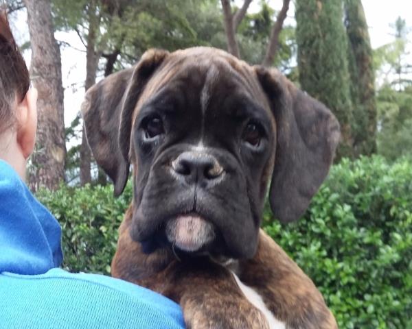 Cucciolo di Boxer in vendita