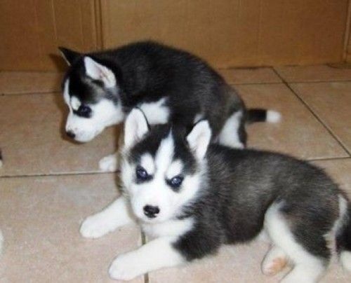 Adorabili cuccioli di siberian husky femminucce e maschietti disponibili per l'adozione