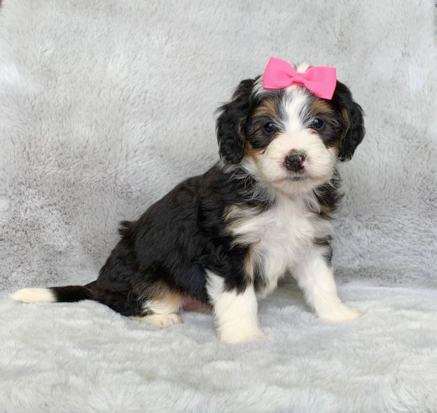 Disponibili cuccioli di Bernedoodle in miniatura E-MAIL (marieiris783@gmail.com)