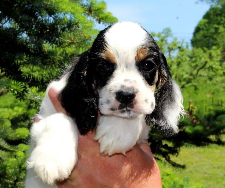  cuccioli di cocker-spaniel   per adozione ( maschio e femmina )