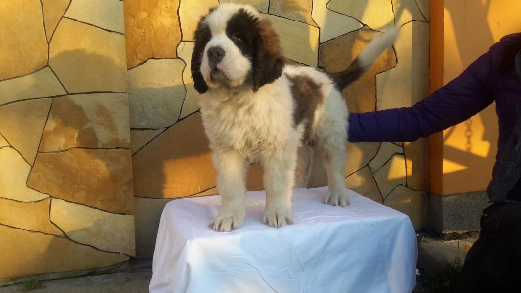  cuccioli di san bernardo per adozione ( regalo  )
