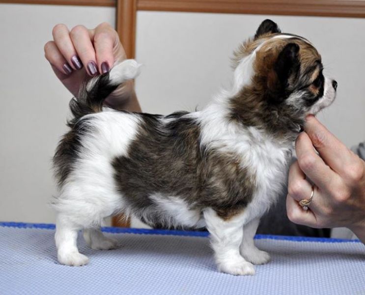  cuccioli di chihuahua  per adozione ( maschio e femmina )