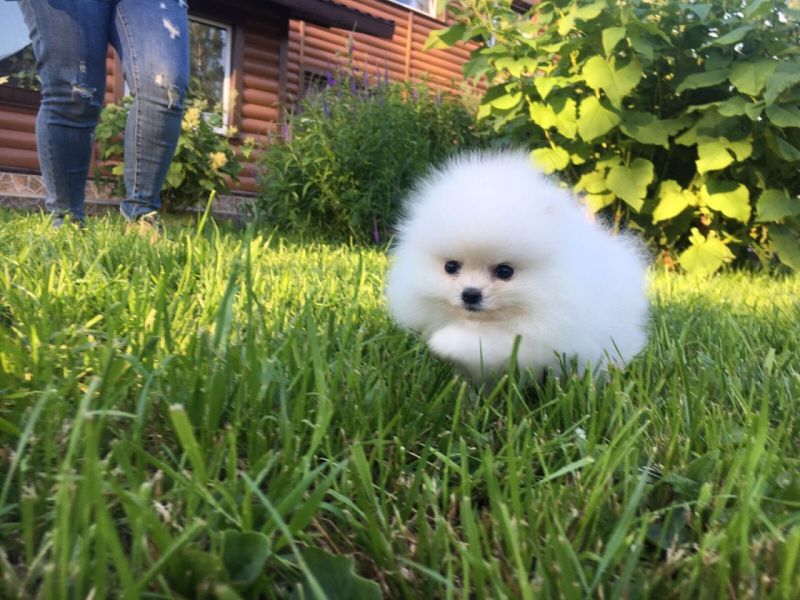 Offriamo ottimi cuccioli di Volpino di Pomerania 2 Maschietti e 1 Femminucce, 