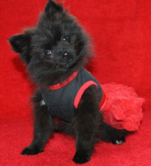 Regalo Cuccioli di volpino di pomerania