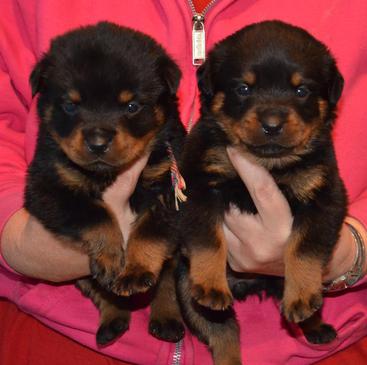 Regalo Cuccioli di Rottweiler in pronta consegna