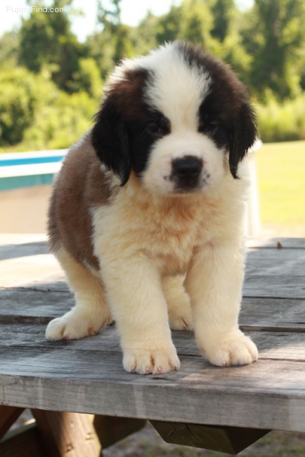 regalo cuccioli di san bernardo disponibili per l'adozione