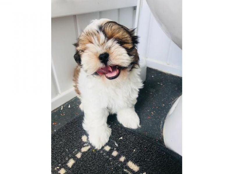 Bellissimi cuccioli di shih tzu