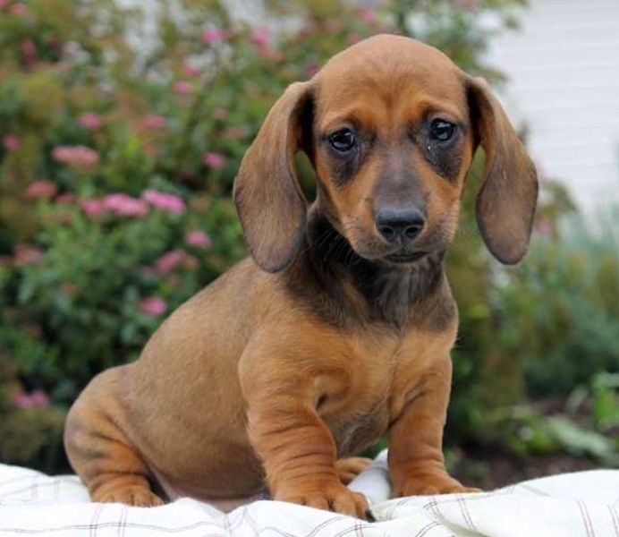Regalo adorabili cuccioli  bassotto femminucce e maschietti disponibili