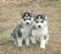 Clicca per ingrandire Cuccioli di husky  Clicca per ingrandire Cuccioli di husky