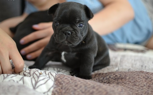 Adorabili cuccioli di Bulldog Francese femminucce e maschietti disponibili per l'adozione gratuita