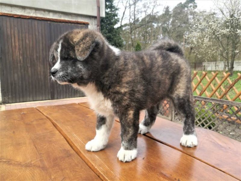 Regalo Akita Splendidi cuccioli..