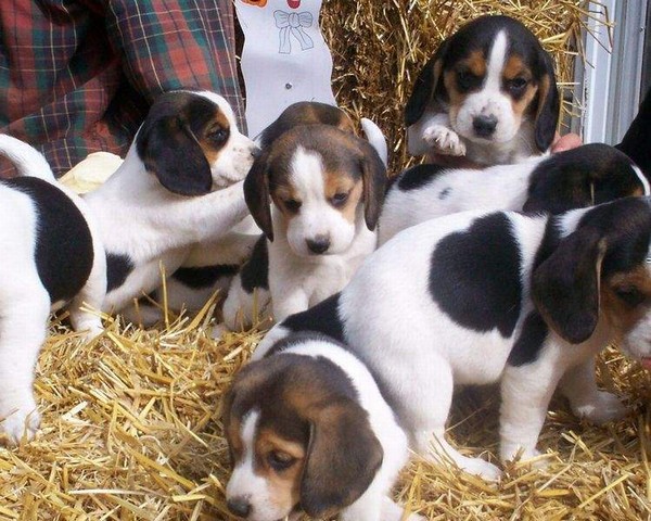 Meravigliosi cuccioli di Beagle