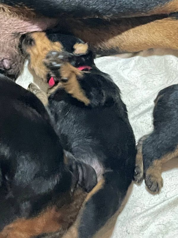  Regalo Splendidi cuccioli di Rottweiler